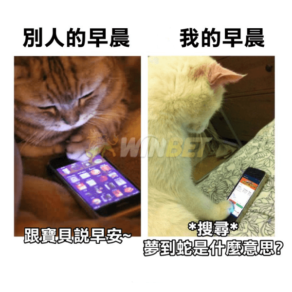 夢到蛇號碼 夢到蛇是什麼意思 539解夢號碼